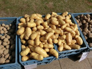 batatas - Receitas da Tia Céu