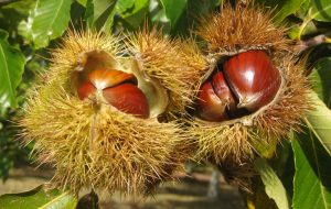 castanha - Receitas da Tia Céu