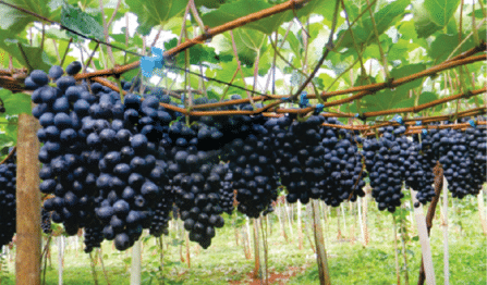 As Frutinhas de Outono - Uvas