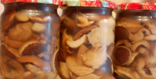 cogumelos1 - Receitas da Tia Céu